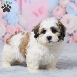 Mindy, Teddy Bear Puppy